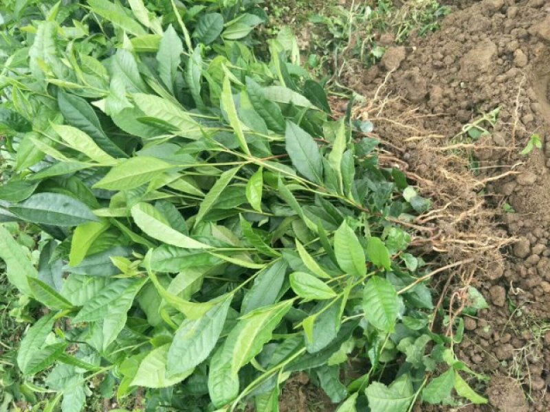 云南大叶种茶树苗临沧大叶种茶苗