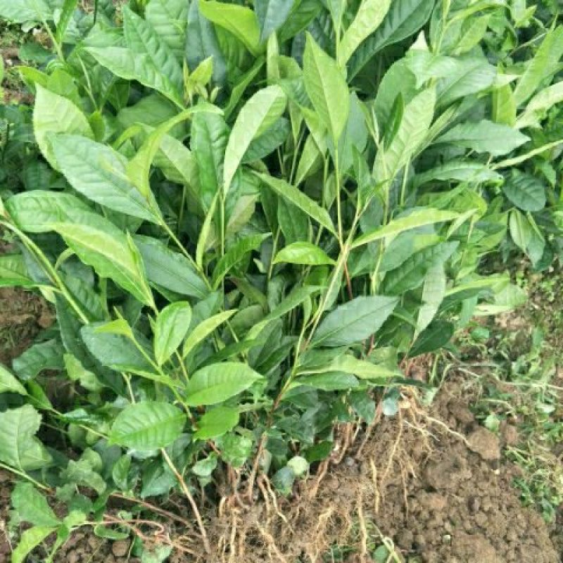云南大叶种茶树苗临沧大叶种茶苗
