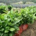 南方云南茶树苗大叶种茶树苗临沧双江勐库大叶种(冰岛茶种)