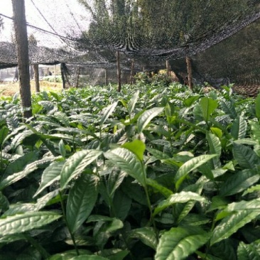 南方云南茶树苗大叶种茶树苗临沧双江勐库大叶种(冰岛茶种)