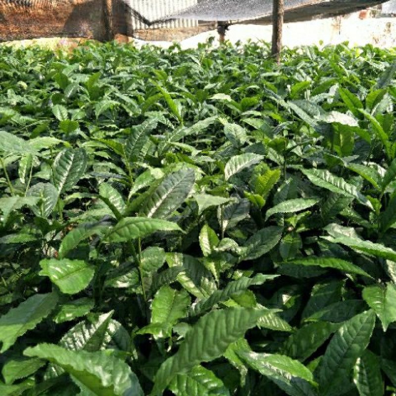 南方云南茶树苗大叶种茶树苗临沧双江勐库大叶种(冰岛茶种)