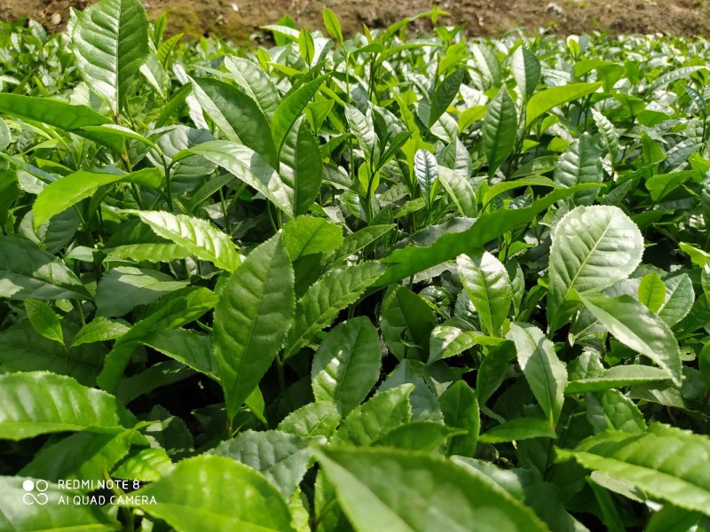 南方云南茶树苗大叶种茶树苗临沧双江勐库大叶种(冰岛茶种)