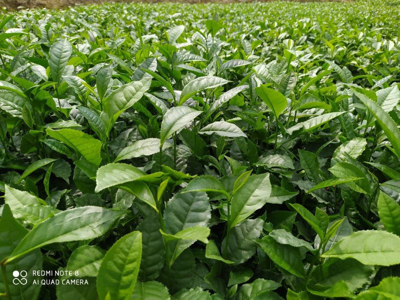 南方云南茶树苗大叶种茶树苗临沧双江勐库大叶种(冰岛茶种)