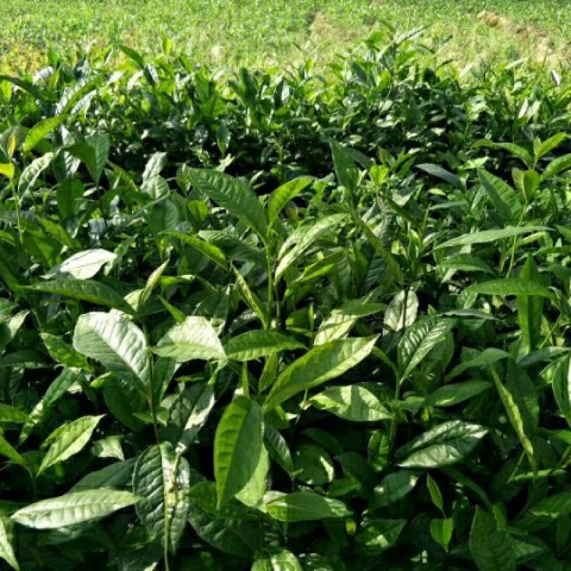 南方云南茶树苗大叶种茶树苗临沧双江勐库大叶种(冰岛茶种)