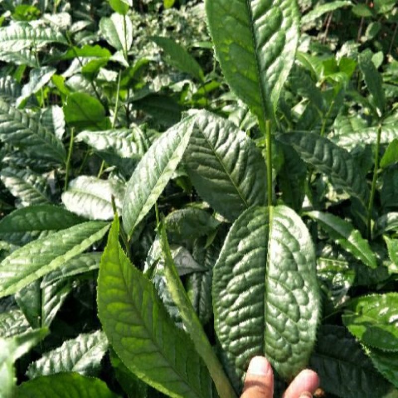 南方云南茶树苗大叶种茶树苗临沧双江勐库大叶种(冰岛茶种)