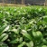 南方云南茶树苗大叶种茶树苗临沧双江勐库大叶种(冰岛茶种)