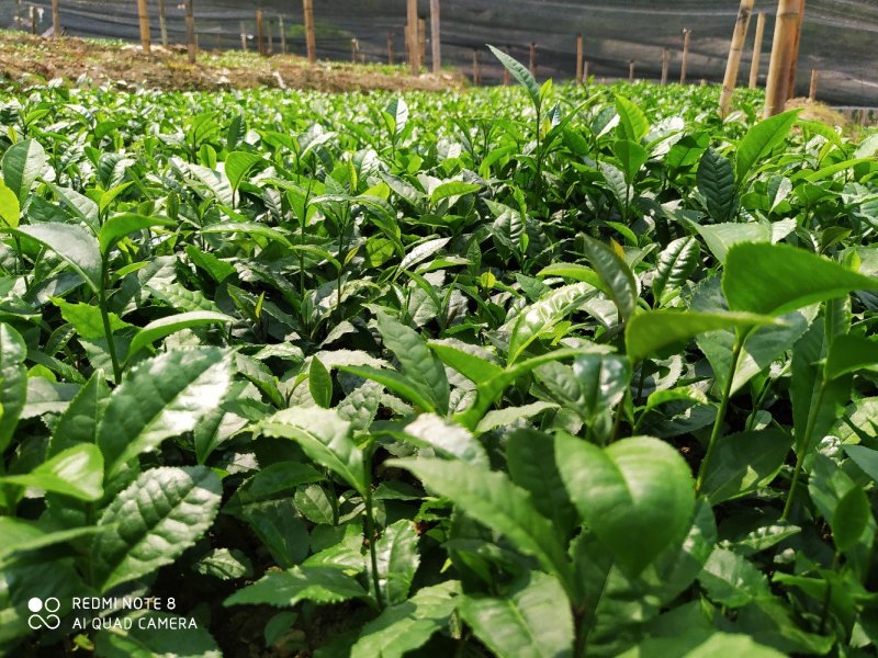 南方云南茶树苗大叶种茶树苗临沧双江勐库大叶种(冰岛茶种)