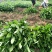南方云南茶树苗大叶种茶树苗临沧双江勐库大叶种(冰岛茶种)