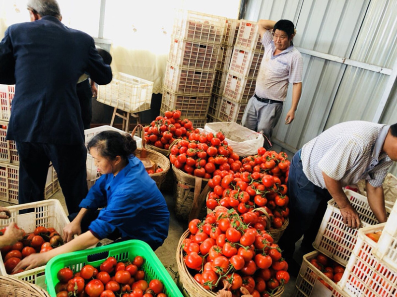 🔥石头番茄串果红果弧三以上的货可实地看货