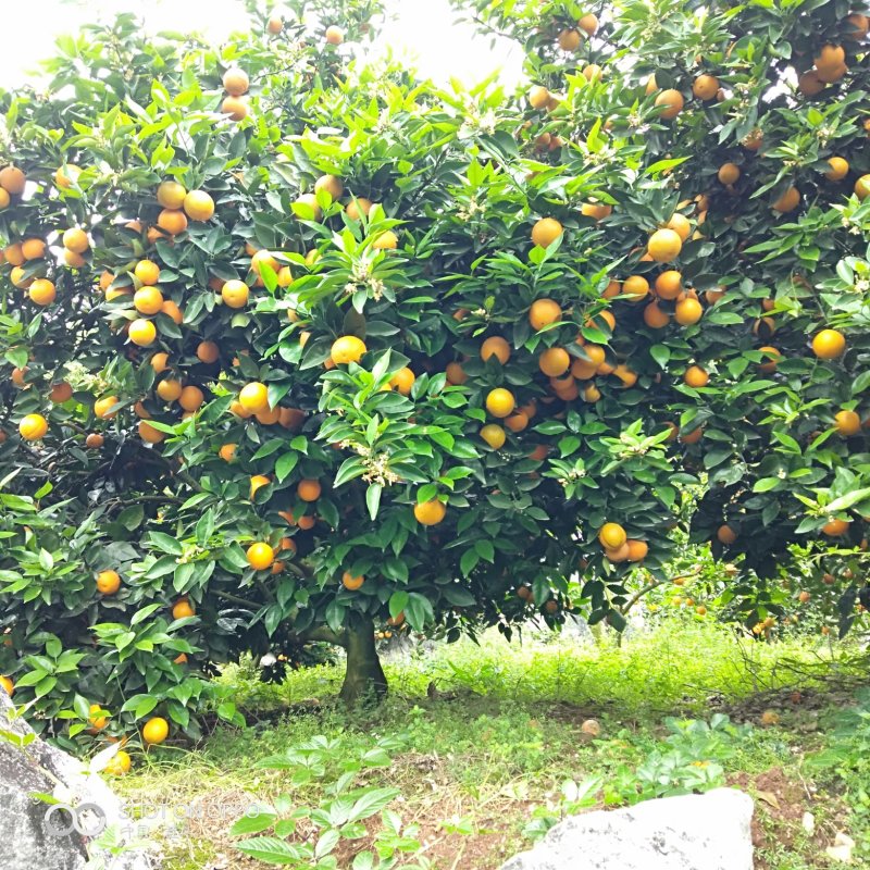 夏橙，桂夏，皮细，多肉，多汁，大个，橙子，甜度高，……