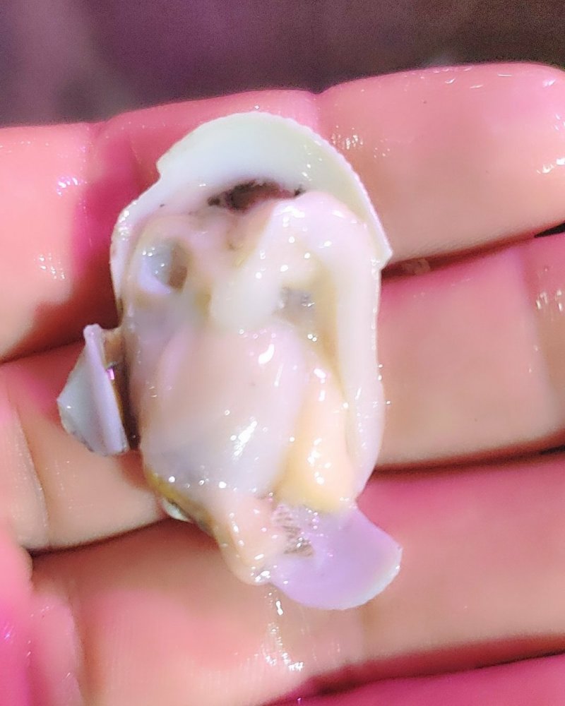 花蛤，特价鲜活大花蛤活力好