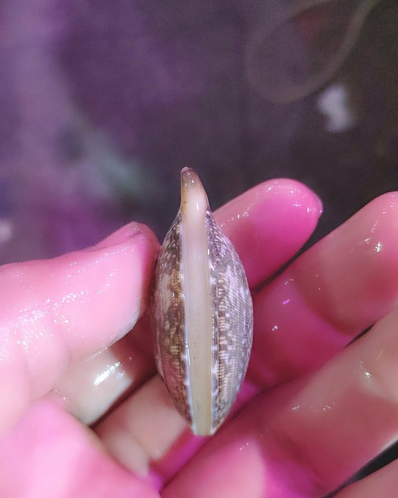 花蛤，特价鲜活大花蛤活力好