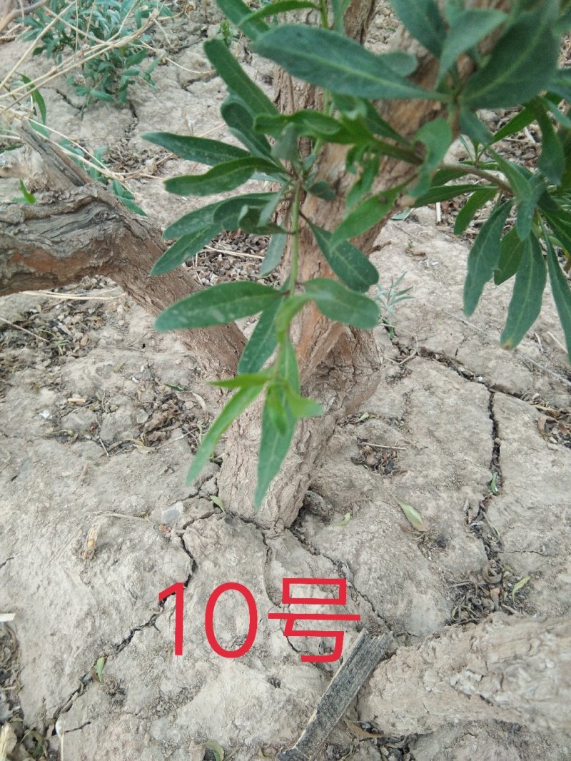 红枸杞盆栽老桩，适合南北方种植，产地直销，一手货源。