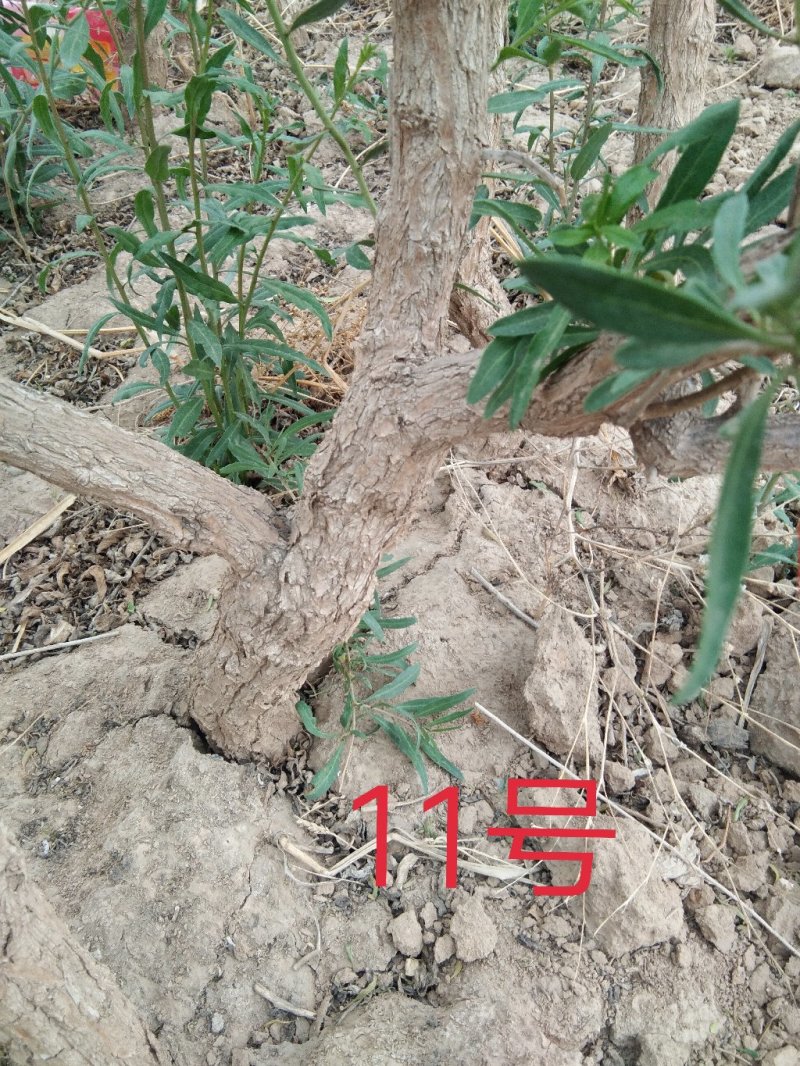红枸杞盆栽老桩，适合南北方种植，产地直销，一手货源。