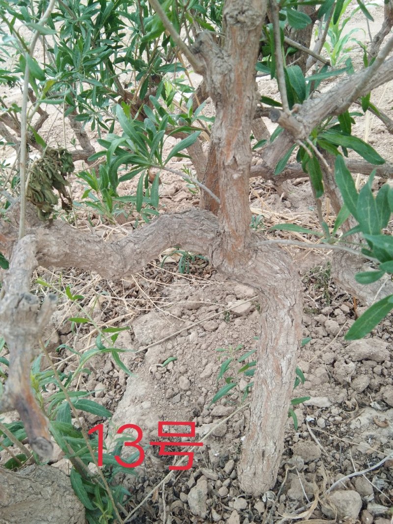 红枸杞盆栽老桩，适合南北方种植，产地直销，一手货源。