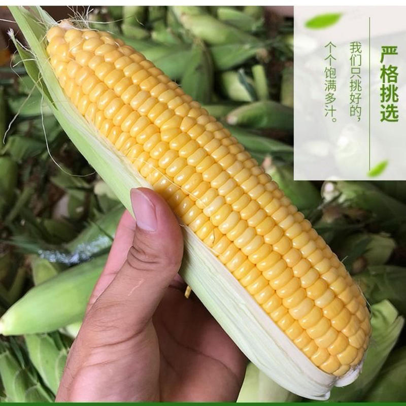 广西横县甜玉米专业一件代发