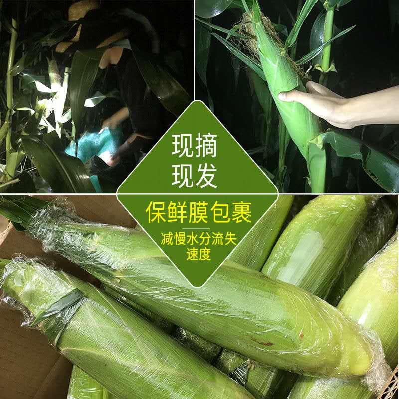 广西横县甜玉米专业一件代发