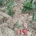 枸杞盆景大树，适合南北方种植，庭院，阳台，盆栽，地栽。