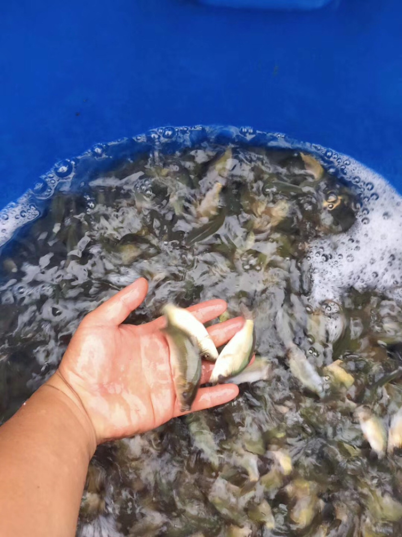 无甲鲤鱼纯度高量大包送到家