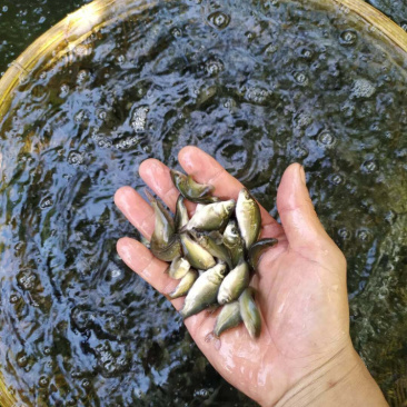 无甲鲤鱼纯度高量大包送到家