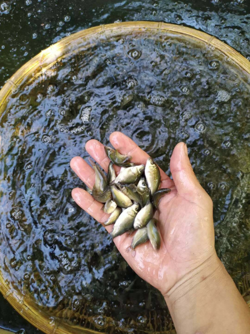 无甲鲤鱼纯度高量大包送到家