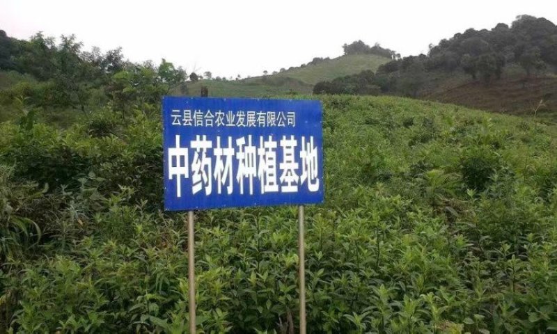 龙胆草种子种籽基地直供云南滇龙胆草种子一手货源供应包