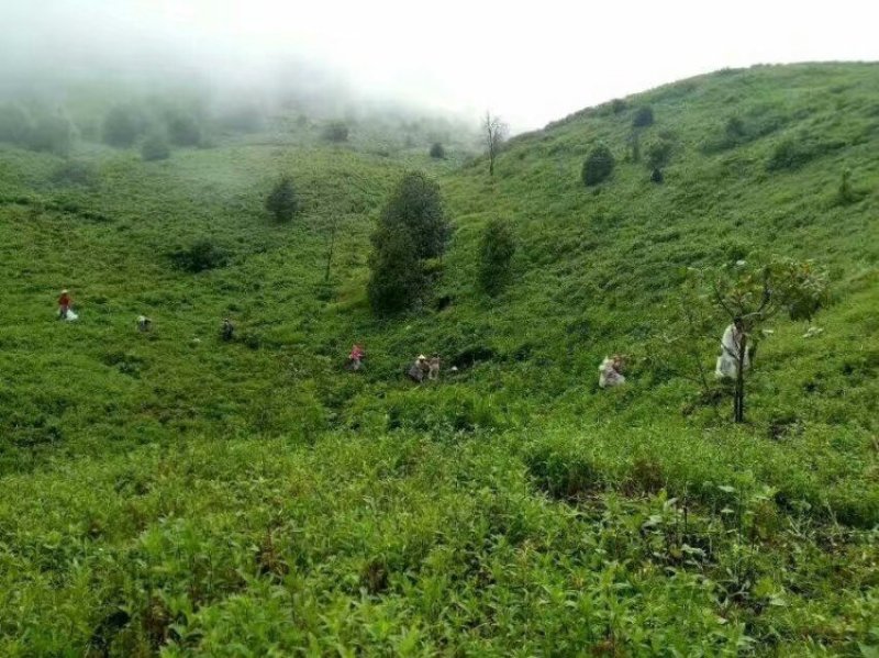 龙胆草种子种籽基地直供云南滇龙胆草种子一手货源供应包