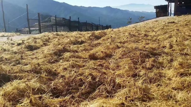 龙胆草种子种籽基地直供云南滇龙胆草种子一手货源供应包