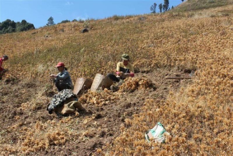 龙胆草种子种籽基地直供云南滇龙胆草种子一手货源供应包