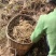 龙胆草种子种籽基地直供云南滇龙胆草种子一手货源供应包