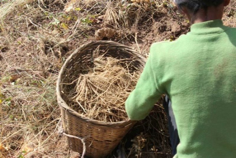 龙胆草种子种籽基地直供云南滇龙胆草种子一手货源供应包
