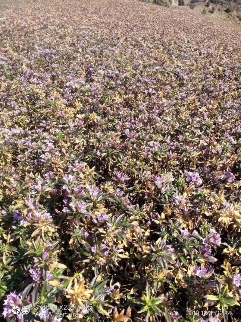 龙胆草种子种籽基地直供云南滇龙胆草种子一手货源供应包