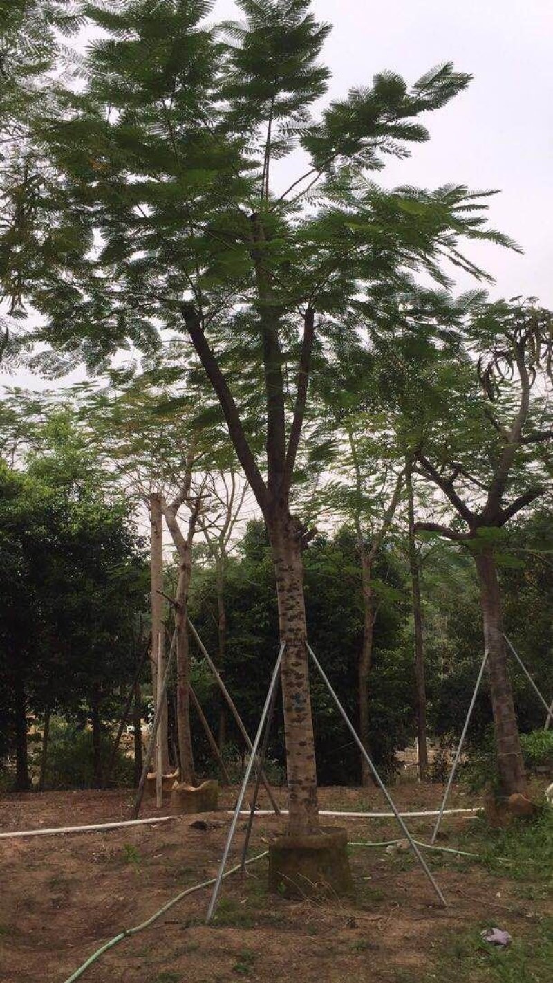 凤凰木各规格凤凰木出售