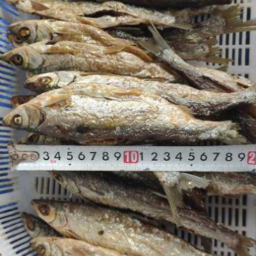 水库油炸开肚兰刀鱼，条条精选