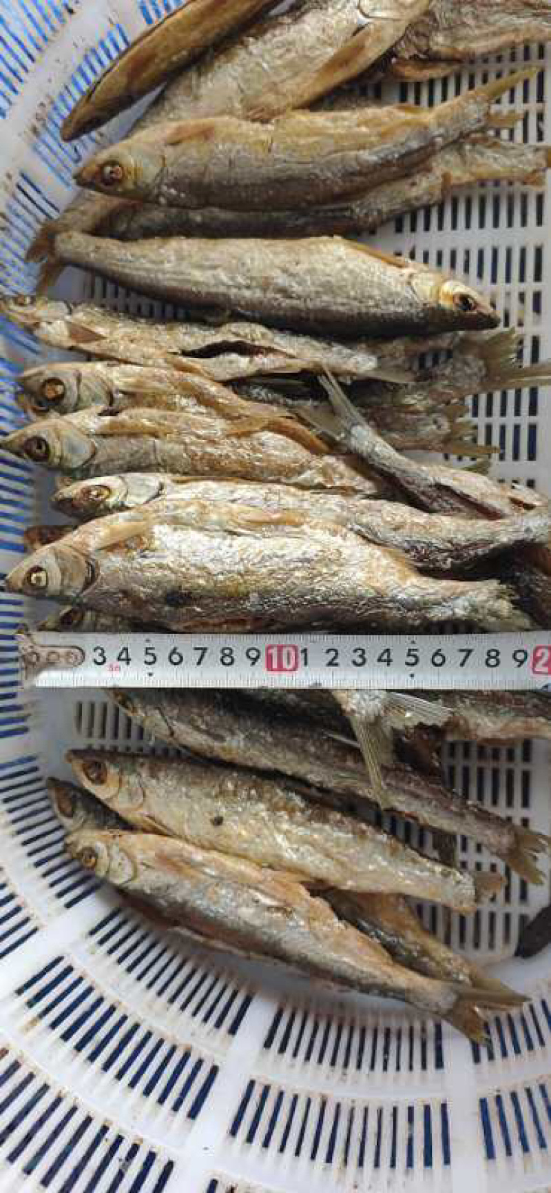 水库油炸开肚兰刀鱼，条条精选