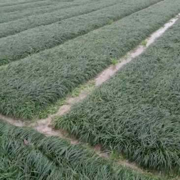麦冬草，整车发送，大量供应