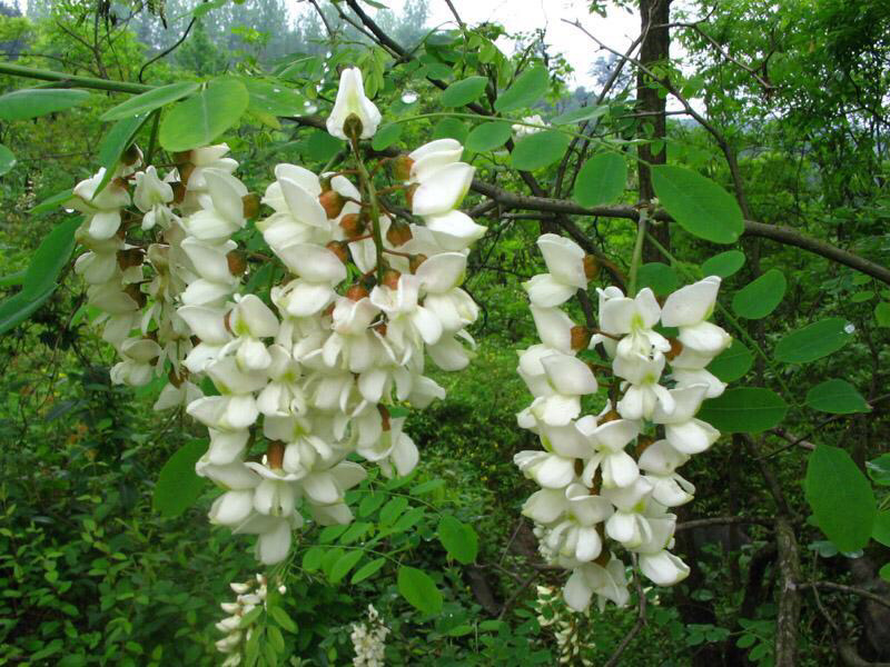 槐花蜂蜜