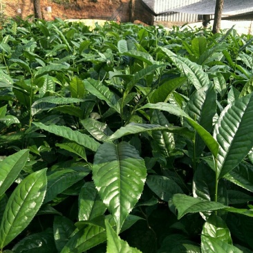云南临沧双江纯种勐库大叶种茶树苗