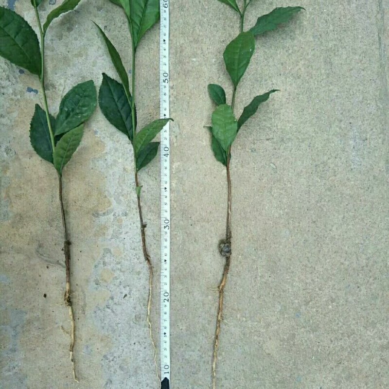 云南临沧双江纯种勐库大叶种茶树苗