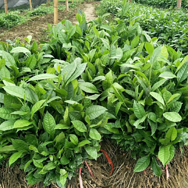 云南临沧双江纯种勐库大叶种茶树苗