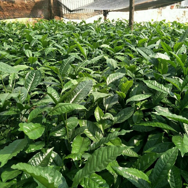 云南大叶种茶树苗勐库大叶种茶树苗无肥培育基地直销
