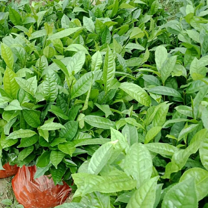 云南大叶种茶树苗勐库大叶种茶树苗无肥培育基地直销