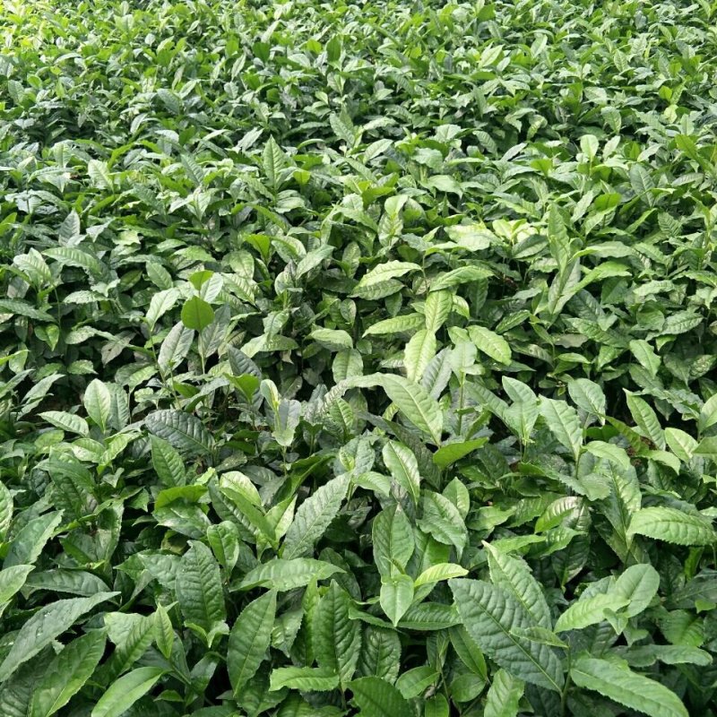 云南大叶种茶树苗勐库大叶种茶树苗无肥培育基地直销