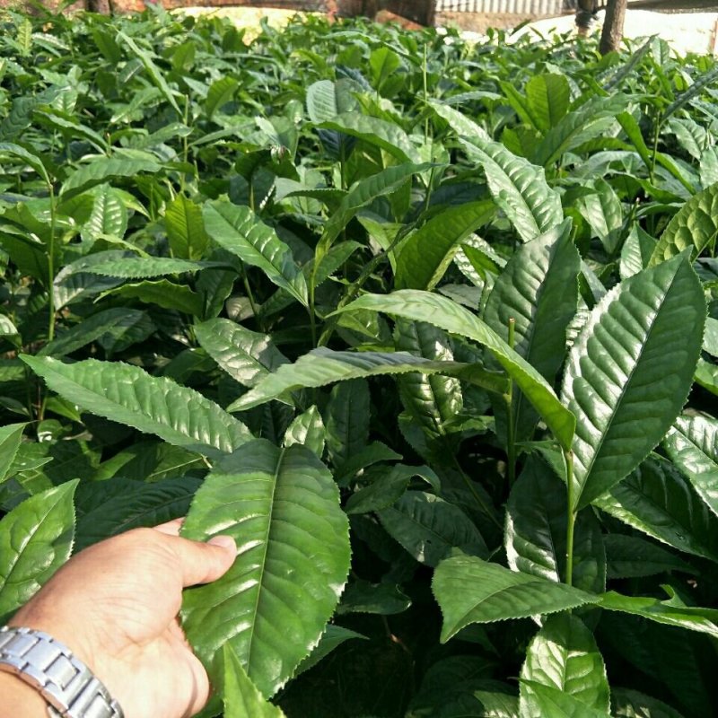 云南大叶种茶树苗勐库大叶种茶树苗无肥培育基地直销