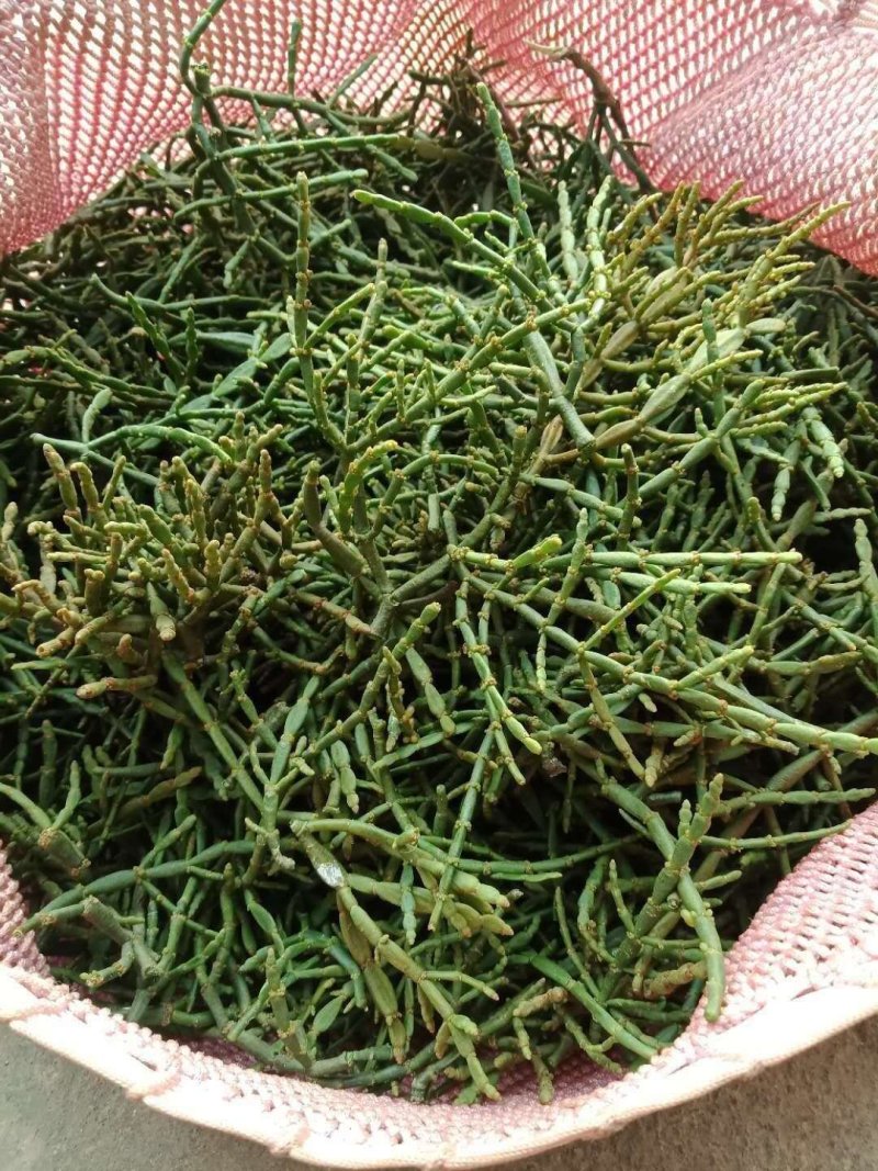 野生原生态螃蟹脚寄生草批发