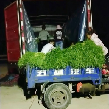 邳州蒜薹，蒜苔