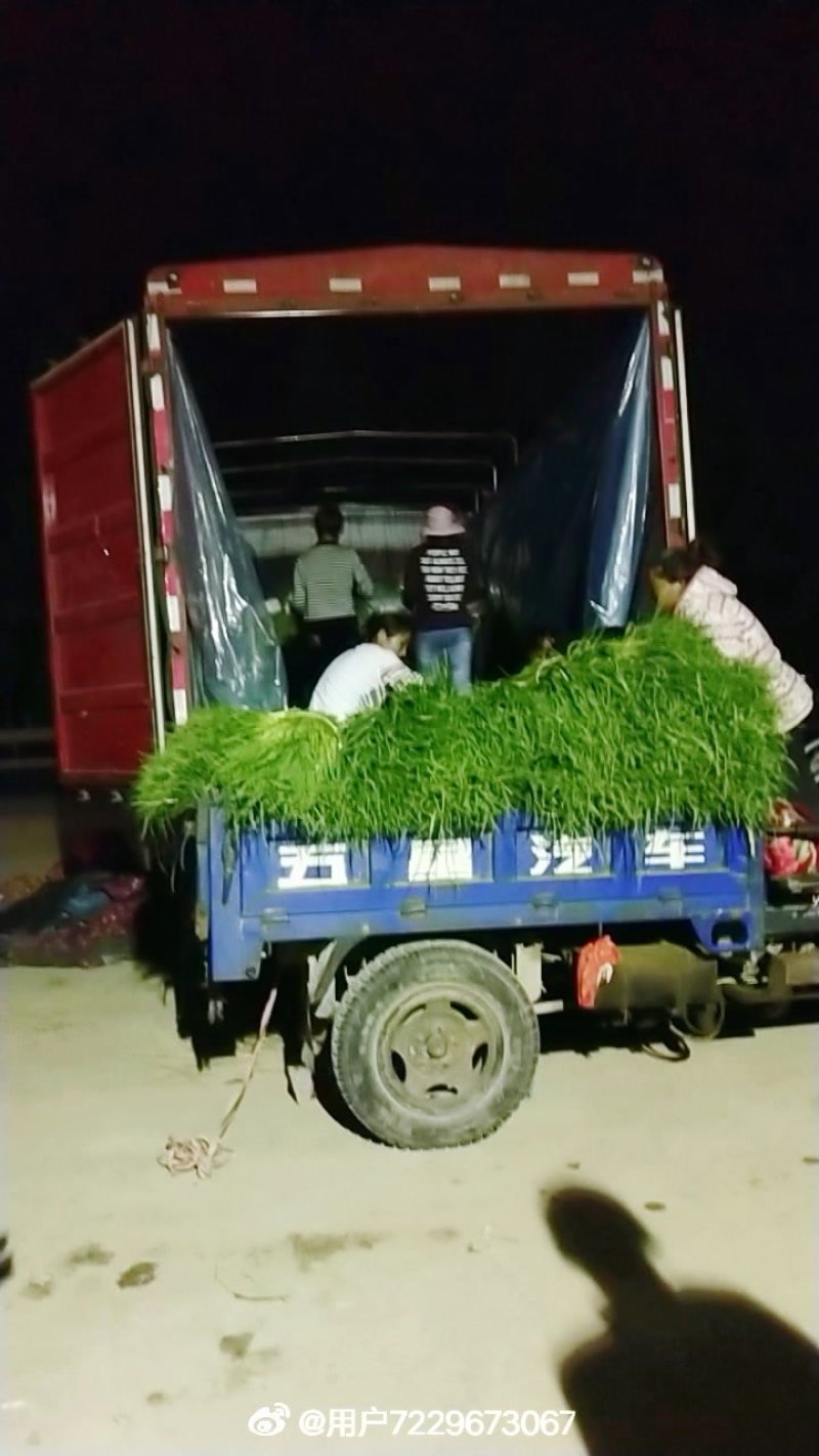 邳州蒜薹，蒜苔