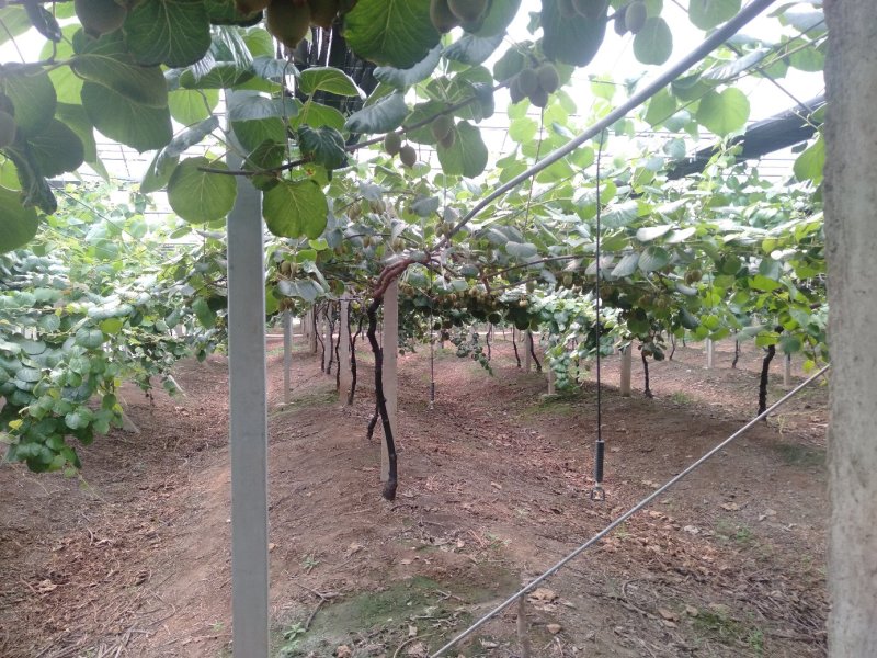 四川红心果猕猴桃苗基地现挖现发免费技术指导高产易种植成活