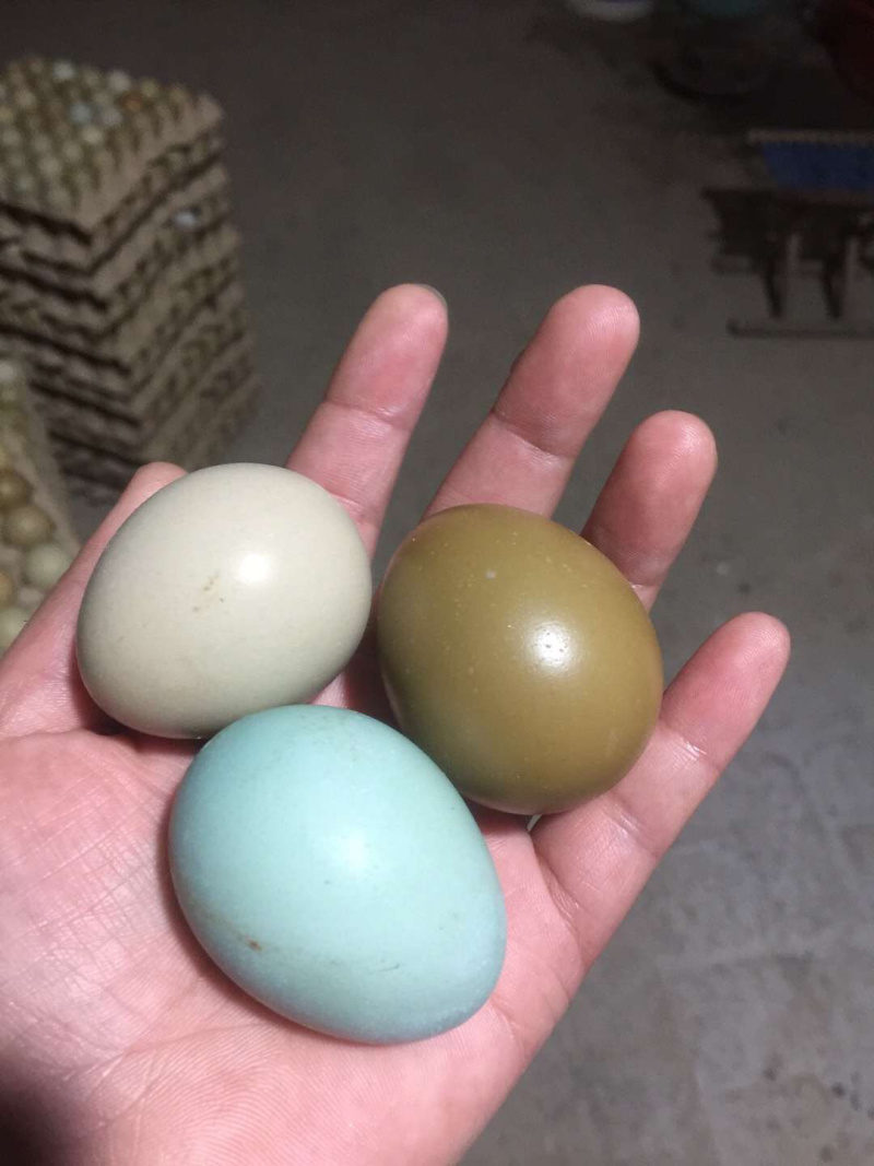 常年出售新鲜七彩山鸡蛋
