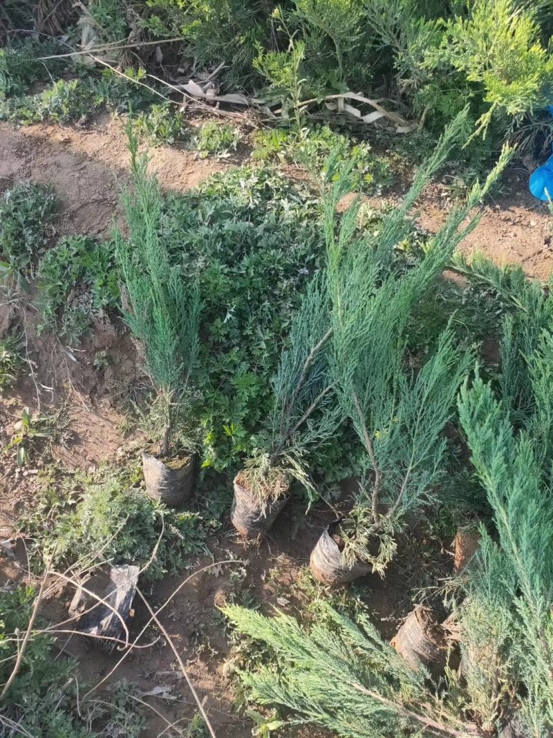 沙地柏小苗营杯苗沙地柏